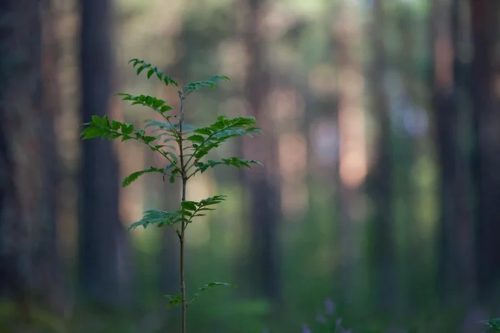 A small tree sapling in a dense forest of tall trees.