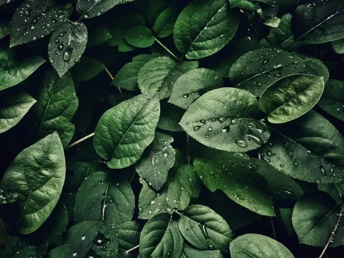 A dark, leafy green plant with water droplets on it.
