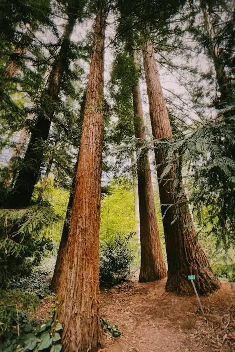 Redwood trees