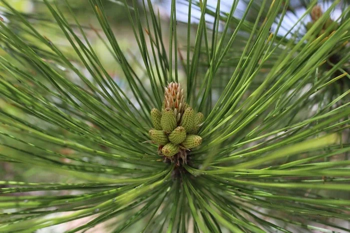 A lime green pine needle cone.