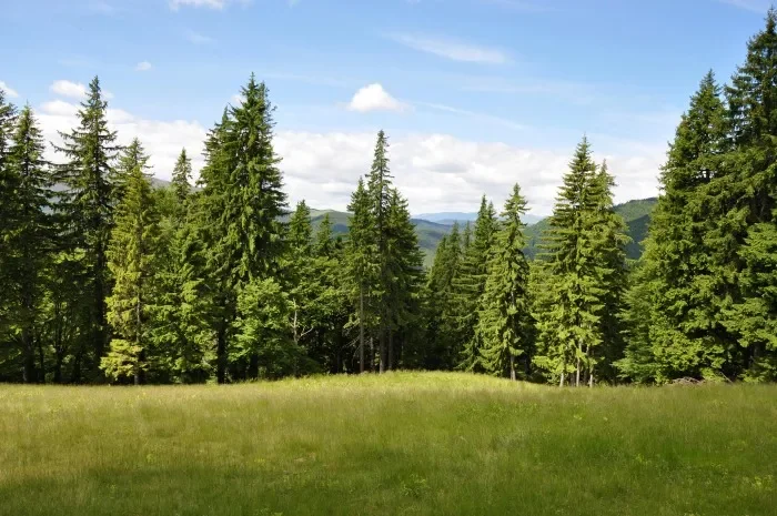 A line of pine trees with green hills and mountains in the background.