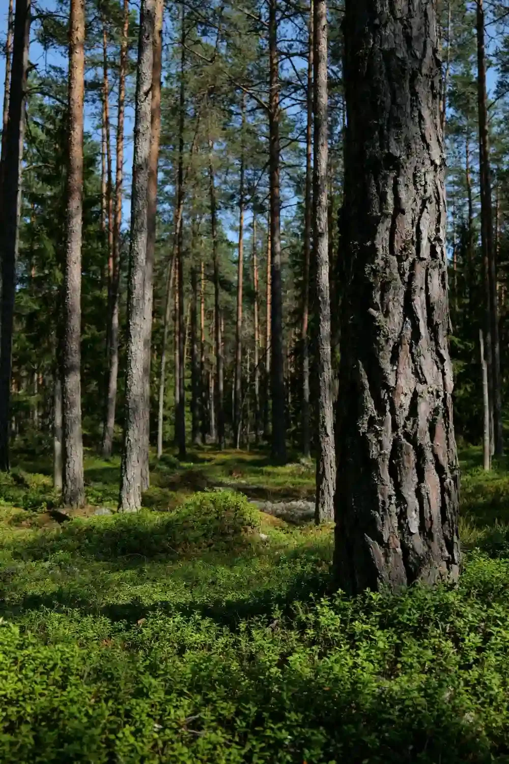 Tree trunk in the woods on a clear day.