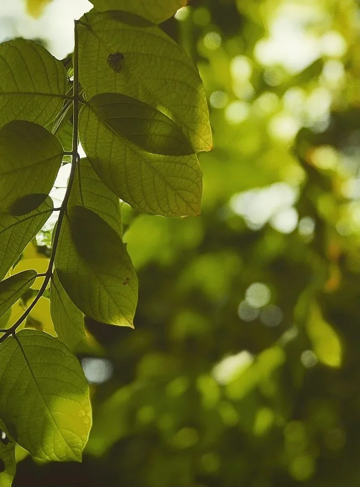A close up of rounded, green leaves.