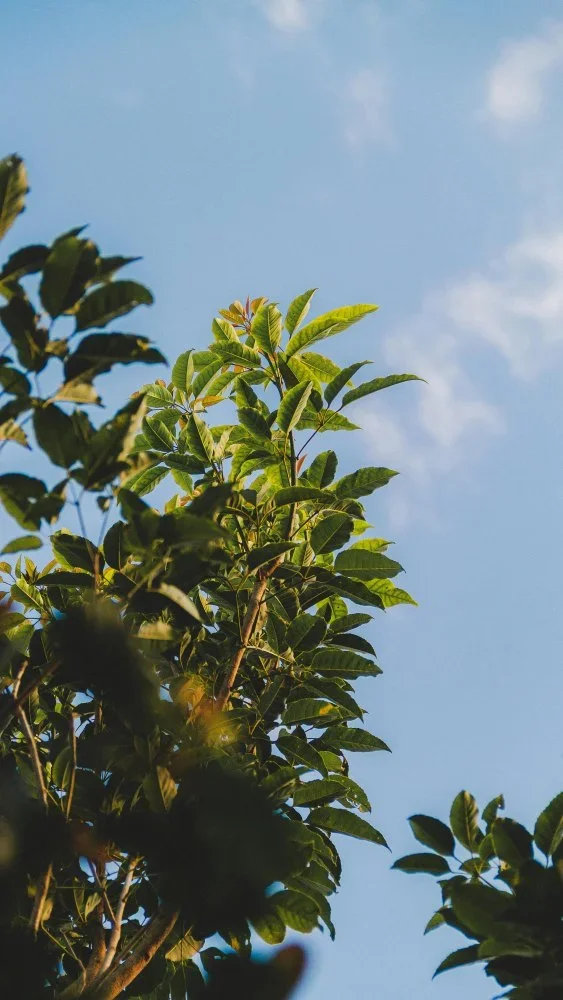 Tree leaves below a blue sky.