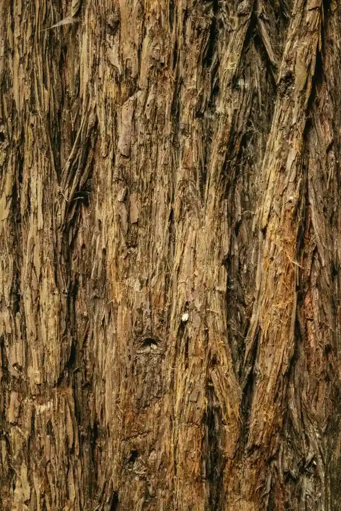 A close up of red tinted bark.