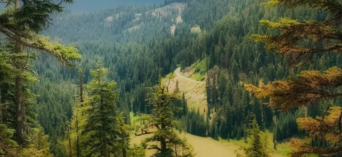 Green mountain-scape from a tree line.