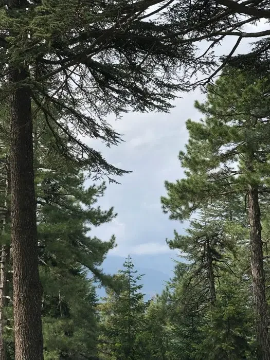 A lookout from within pine trees into a cloudy sky.