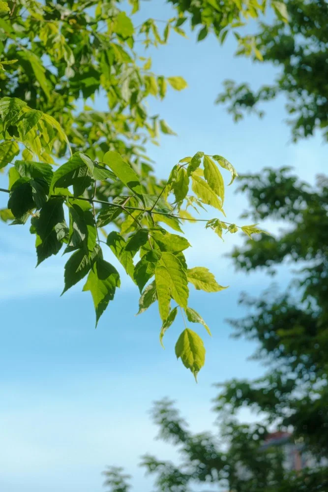 A bunch of leaves hanging from a thin branch, with water and sky in the background.