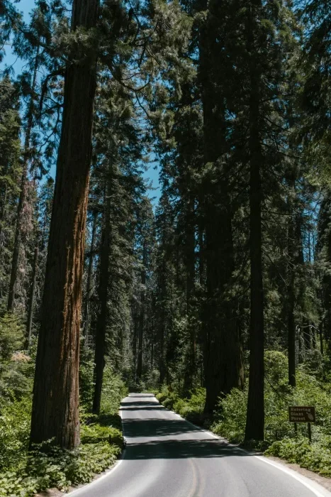 A cement path going through redwood trees in a forest with a blue sky.