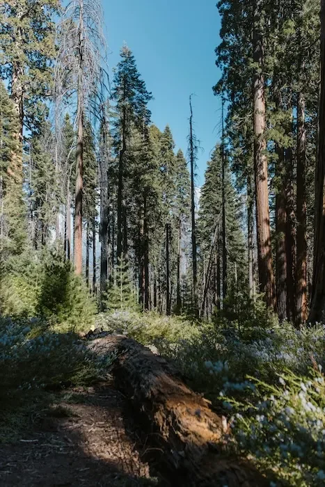 Blue sky behind redwood trees.