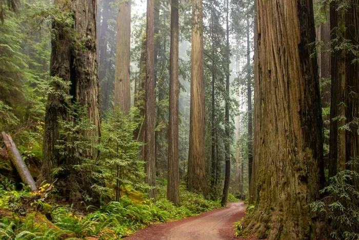 A dirt path going between redwood trees.