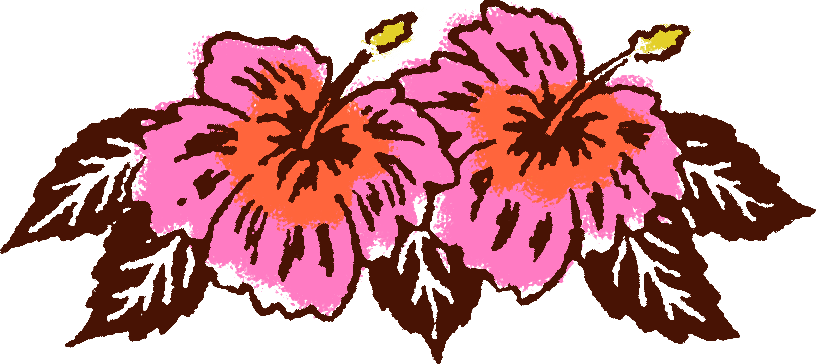 Two pink hibiscus flowers with orange centers and green leaves