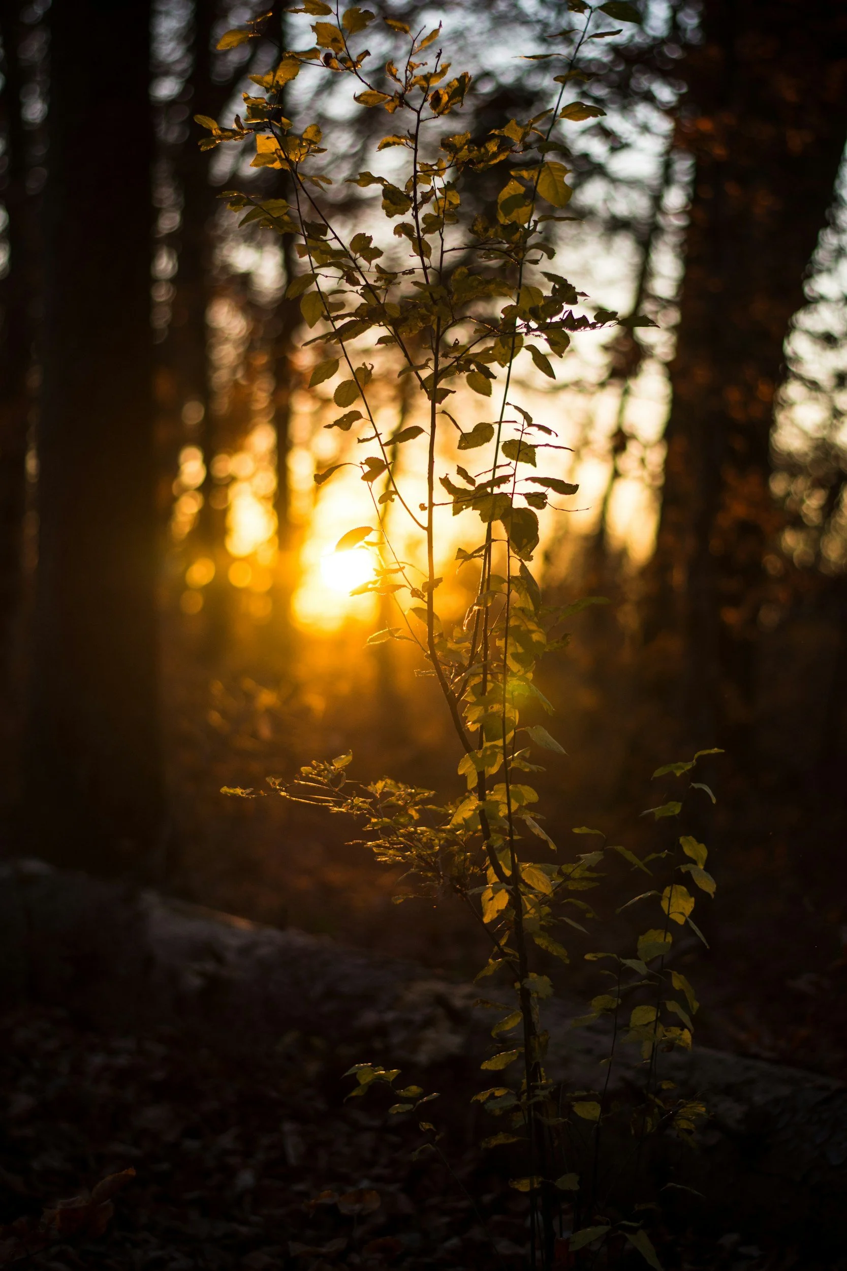 A small plant with green leaves stands in a forest during sunset or sunrise, with the sun low on the horizon creating warm, golden light and a blurred background of trees.