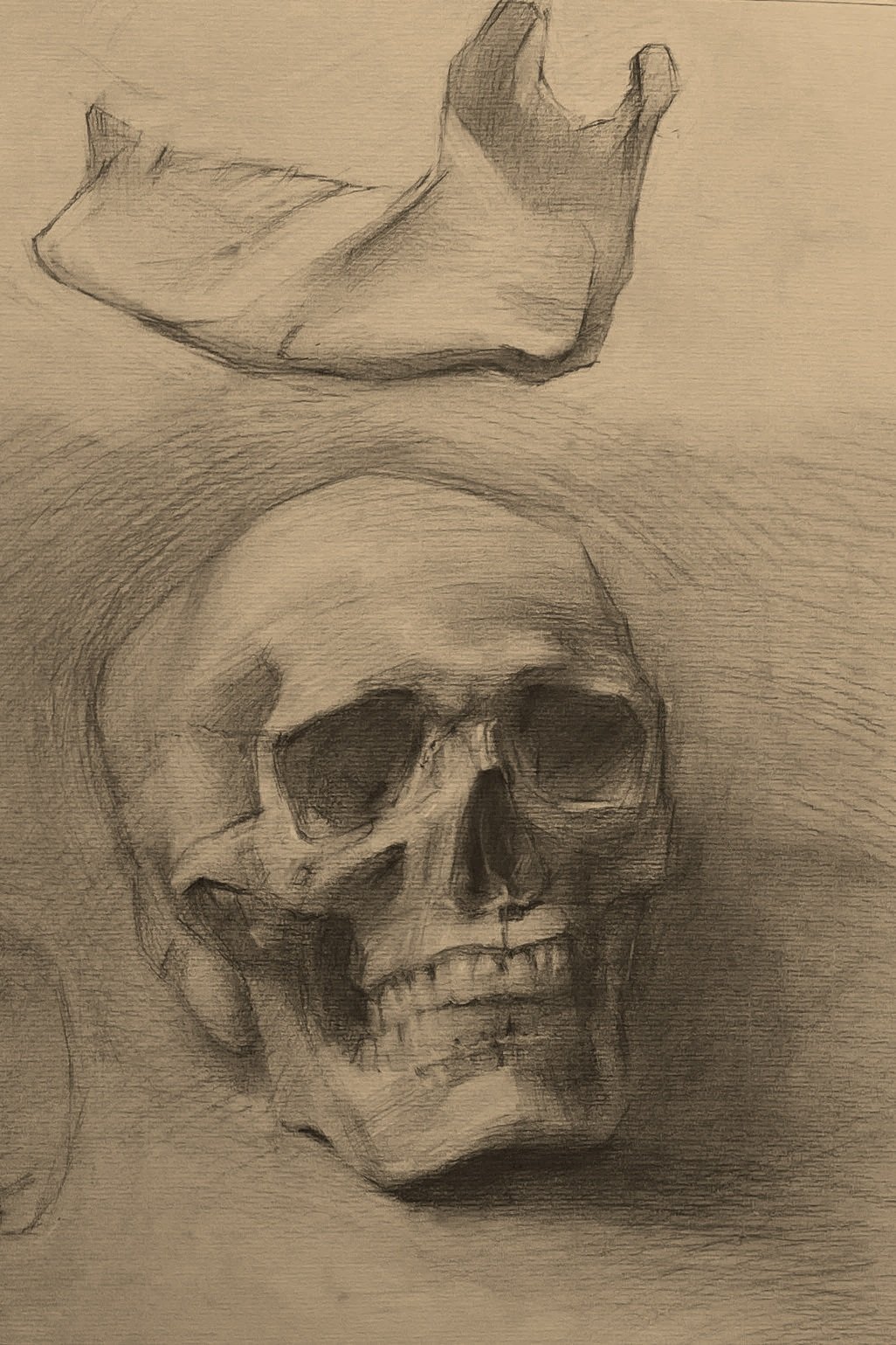 A pencil sketch of a human skull with shading and detailed features, above a fragmented bone or shell on a tan background.