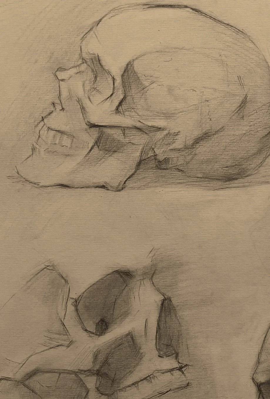 Sketch of two human skulls, one viewed from the side and the other from a slightly different angle.