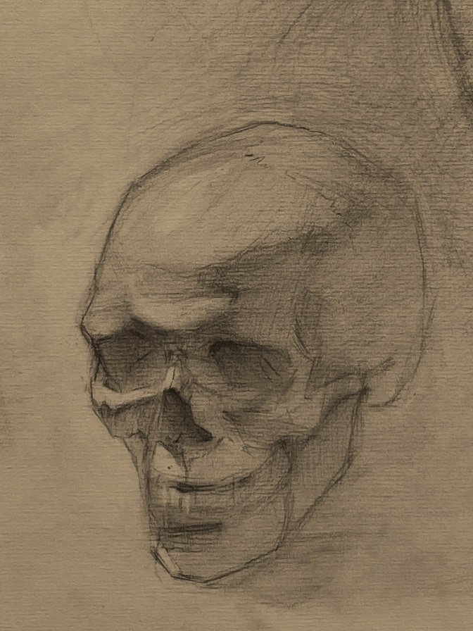 Sketch of a human skull in profile view