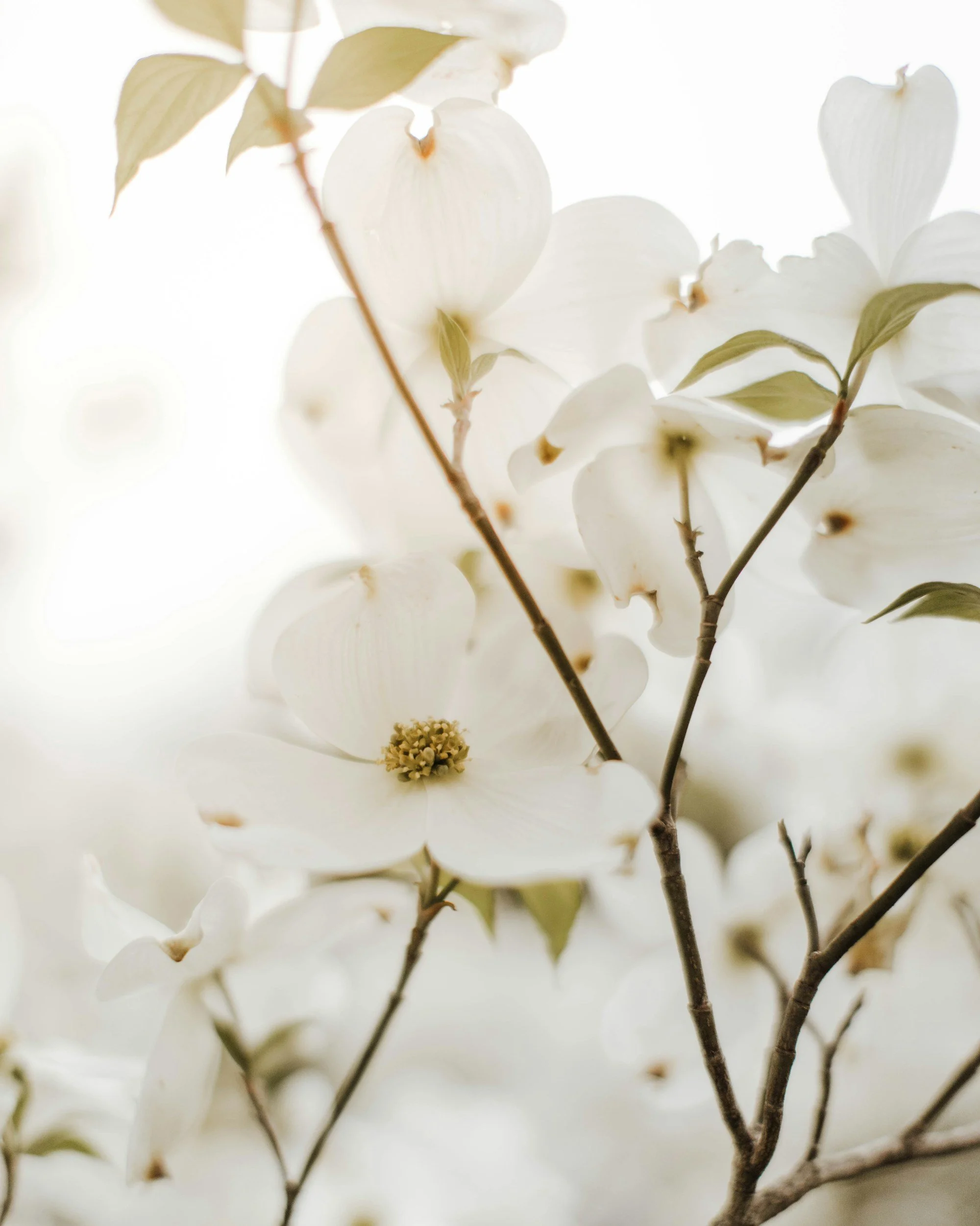 Close-up of white dogwood flowers on branches with soft background.
