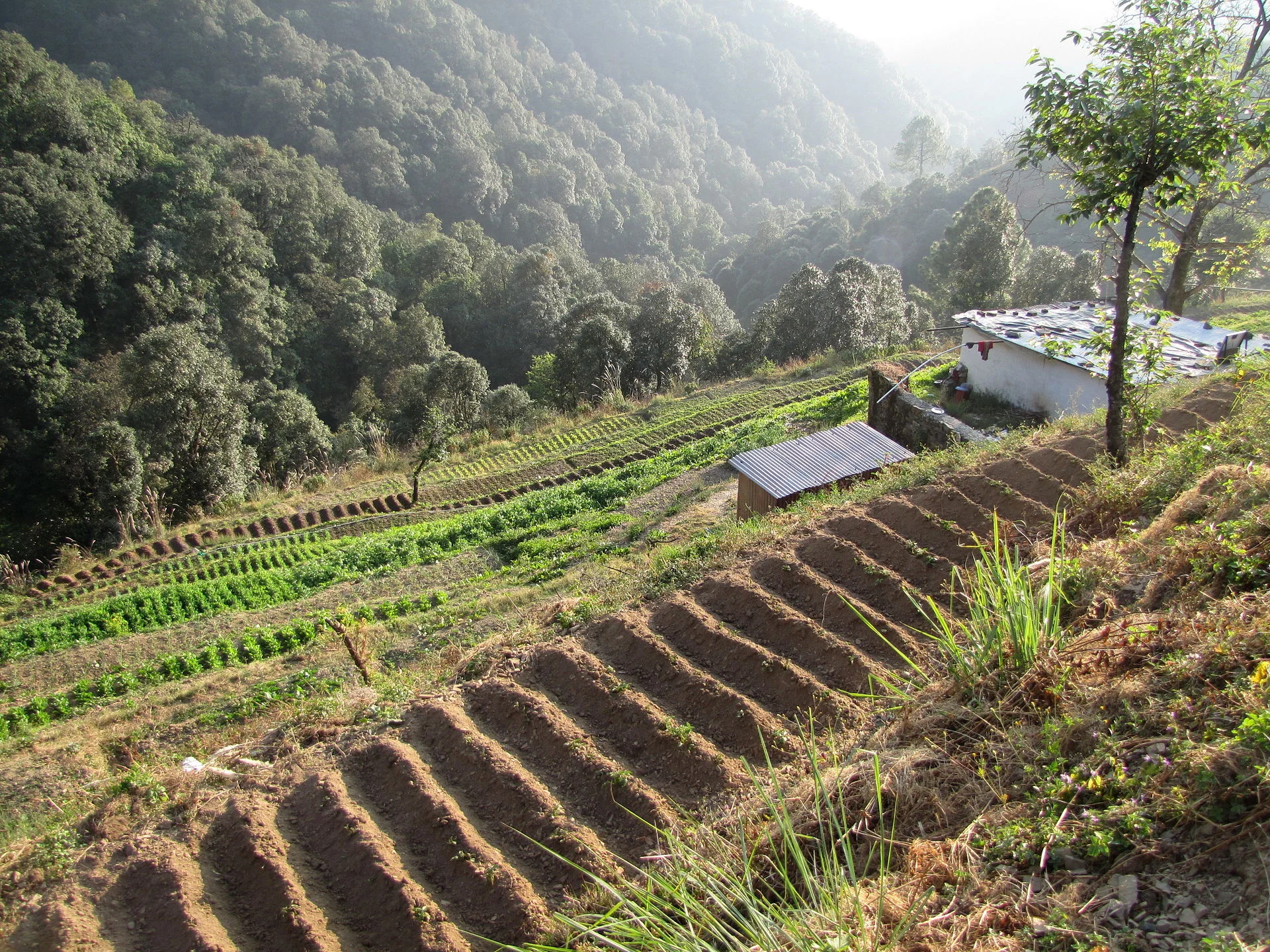 Source: Wikimedia Commons