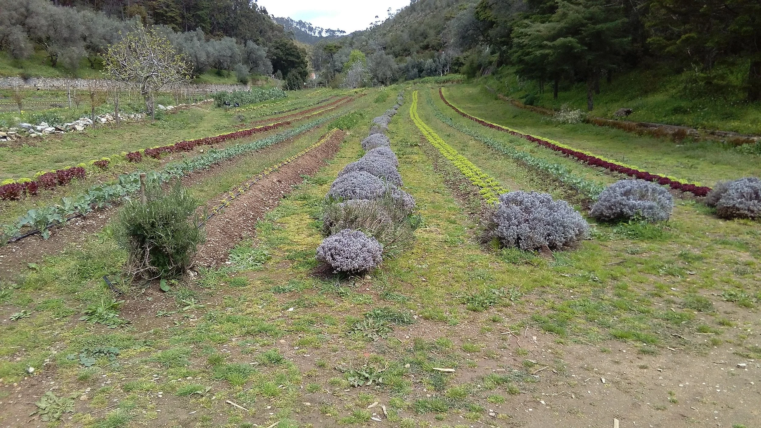 Source: Wikimedia Commons