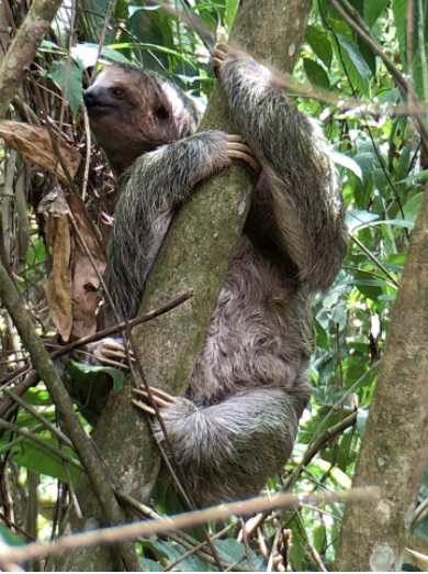 Three-toed sloth and baby, regular residents at Finca Luna Nueva in Costa Rica.