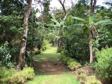 Trail at Finca Luna Nueva.