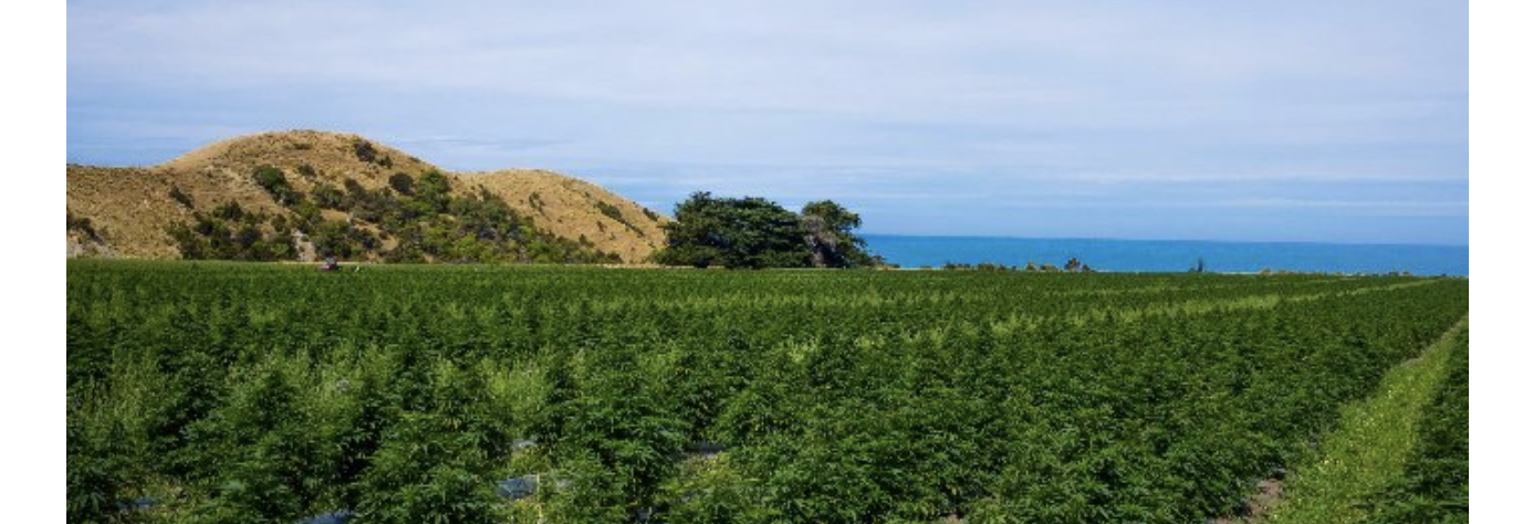 Screen Shot 2021-05-26 at 1.15.14 PM.png