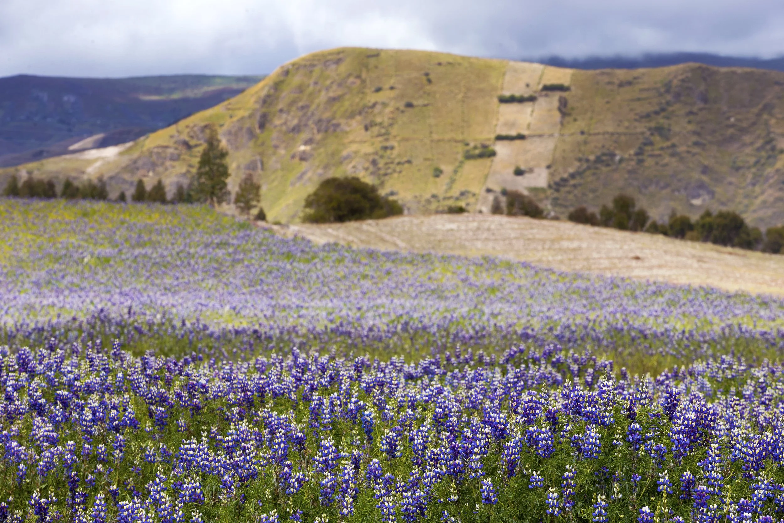 The Lost Treasure of the Incas isn’t Gold… it’s Legumes