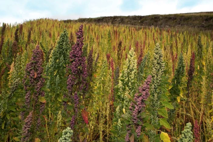 Rediscovered Ingredients that Built an Empire