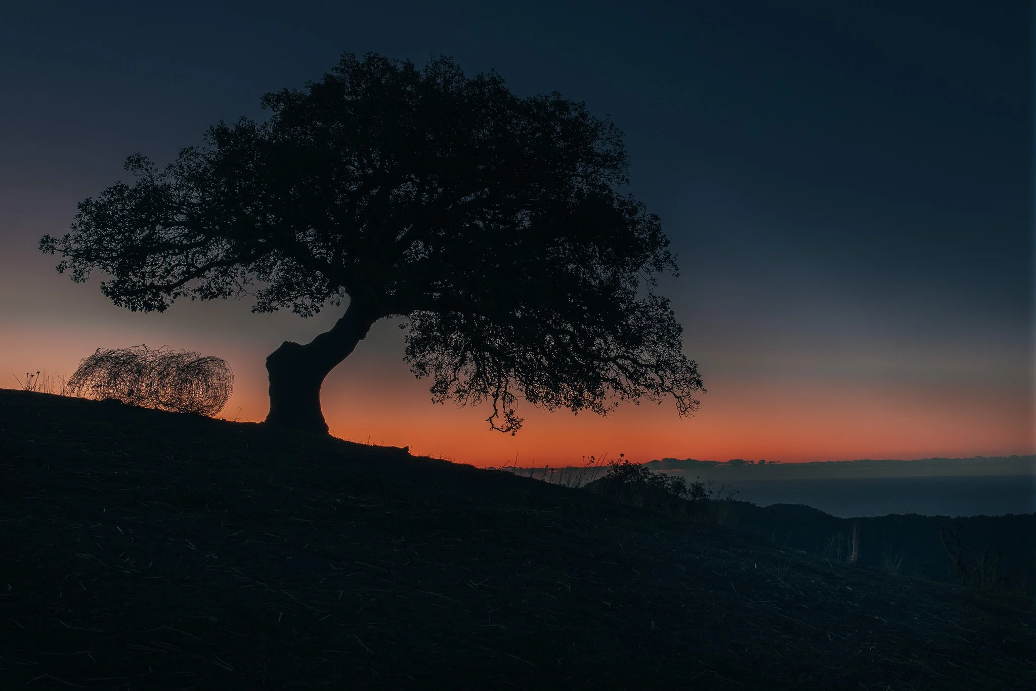 Tree at sunrise - Árbol bajo el almanacer