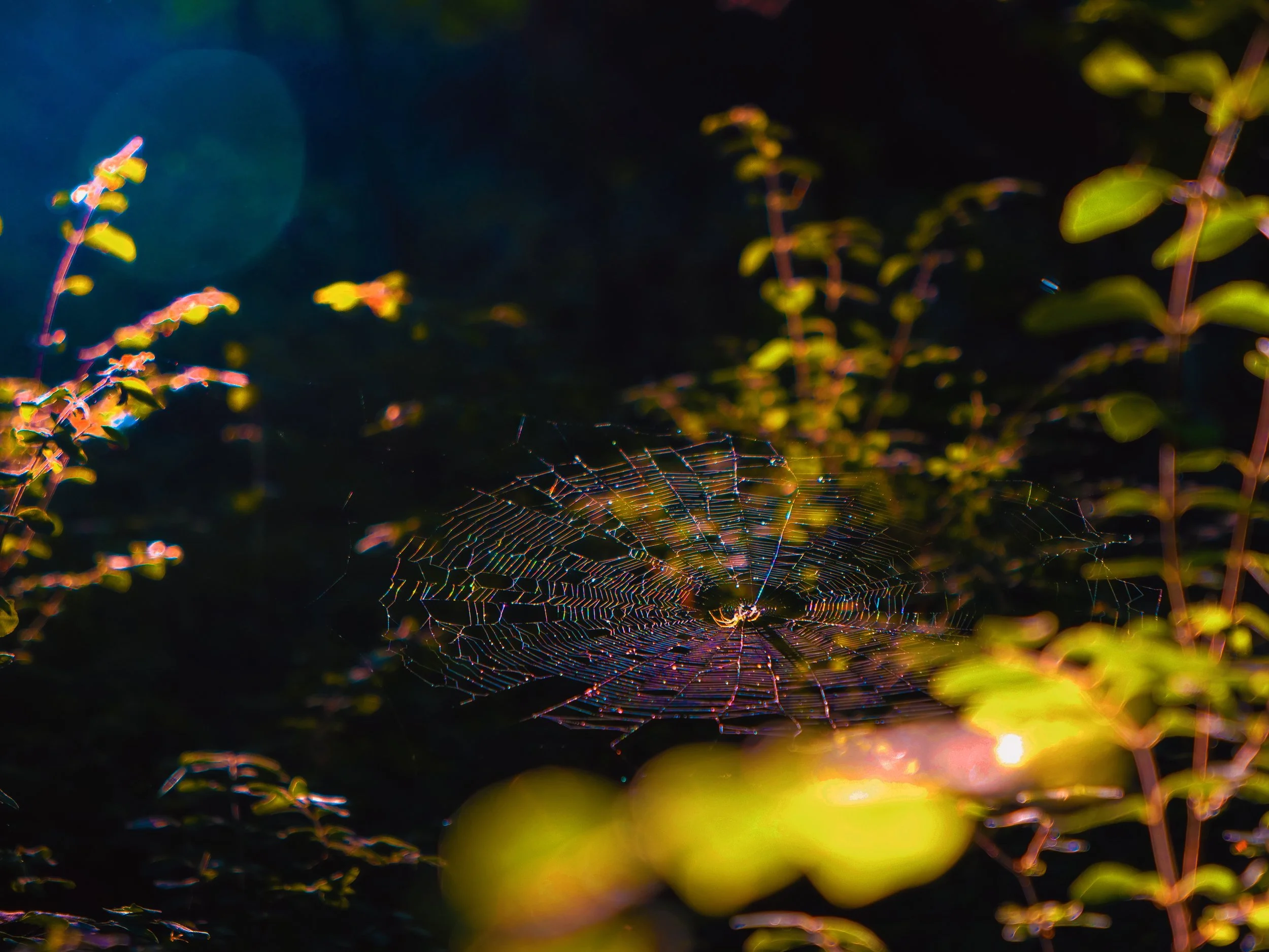 Sunset Spider.jpg
