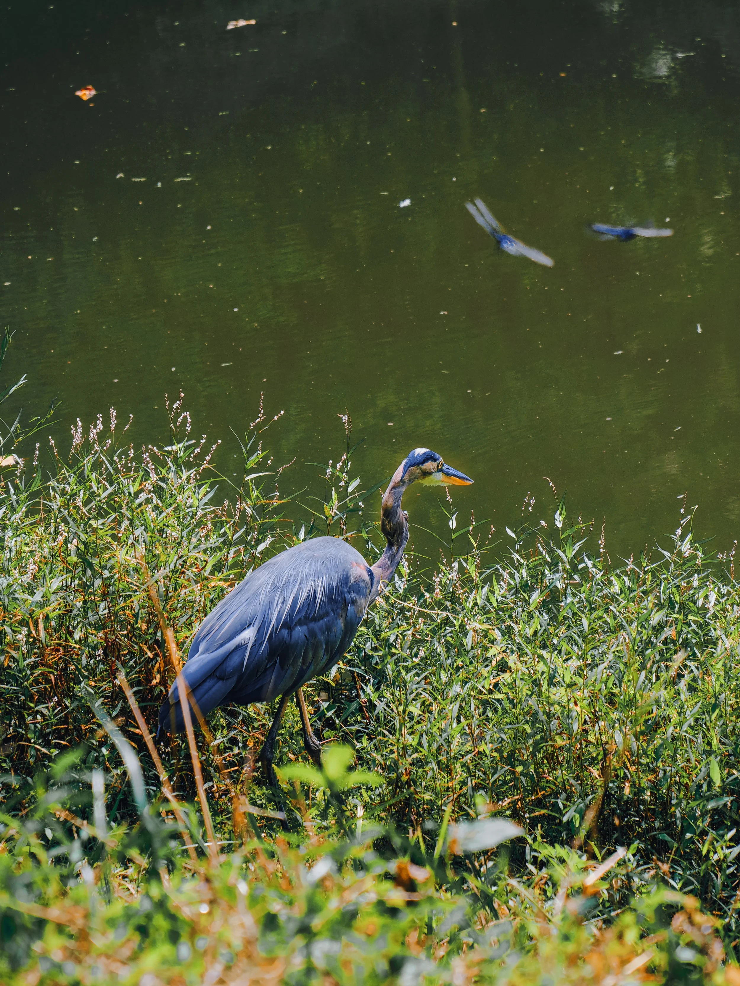 Blue Heron With Dragonflies.jpg
