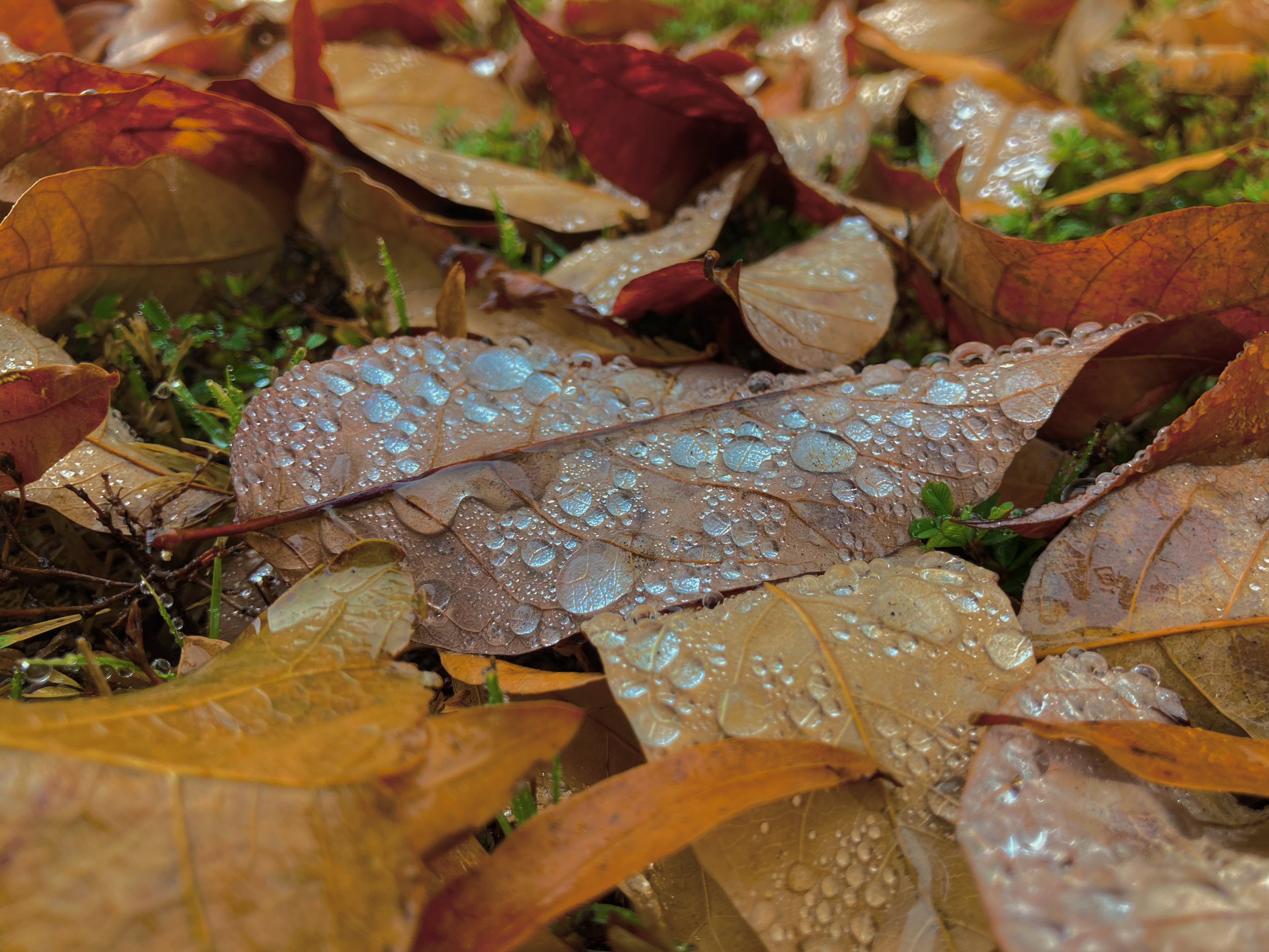 raindrop fall leaves original.png