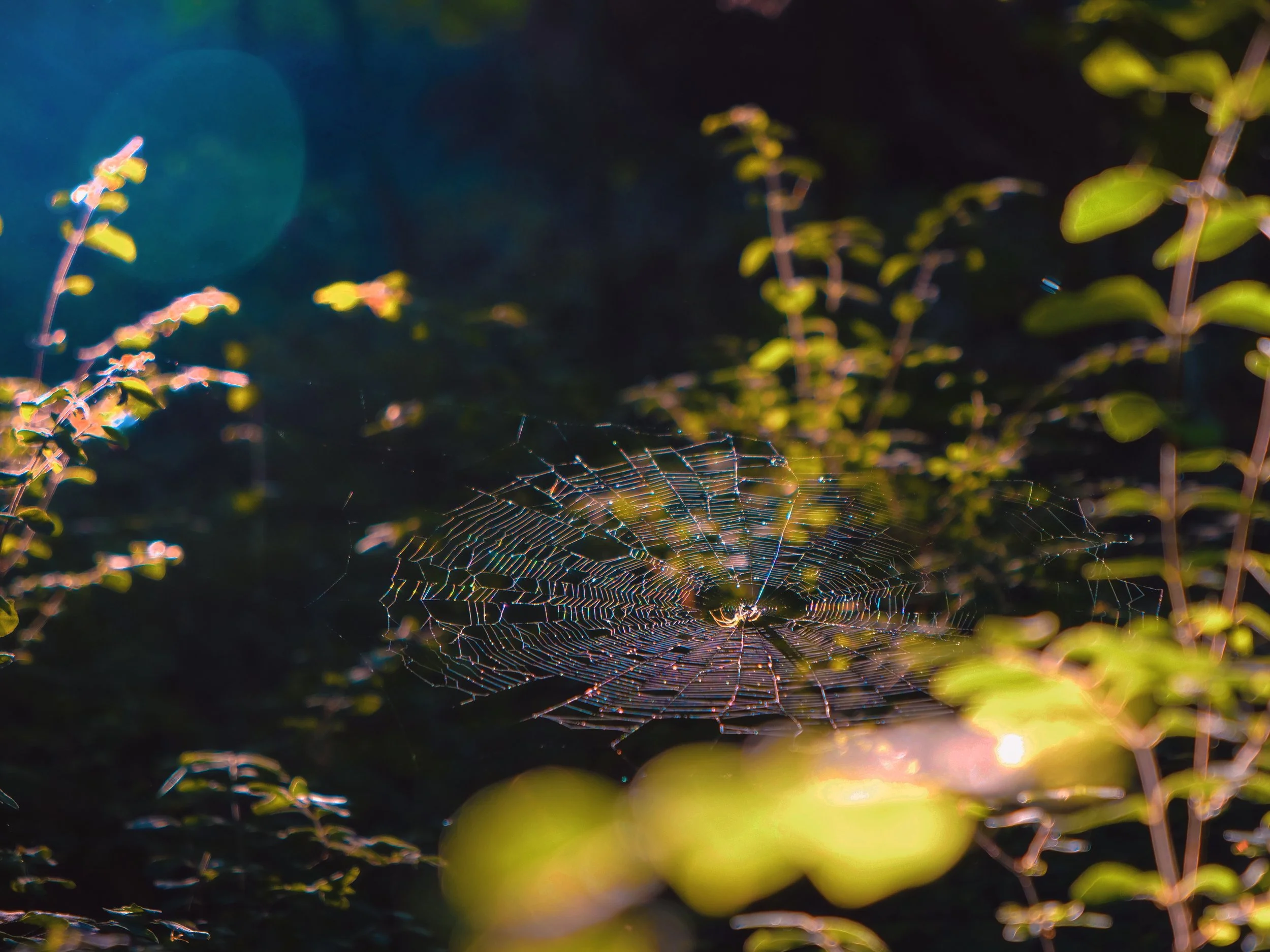 Spider Web Nature Videography Cinematic