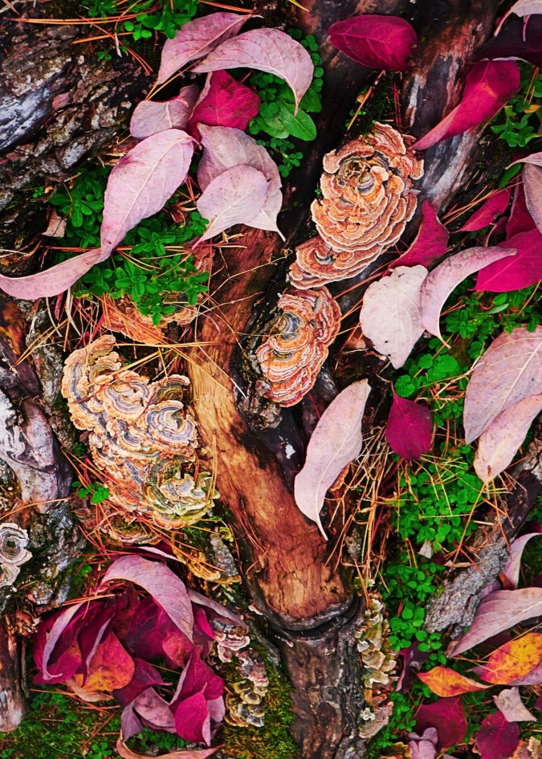 leaves fall roots.jpeg