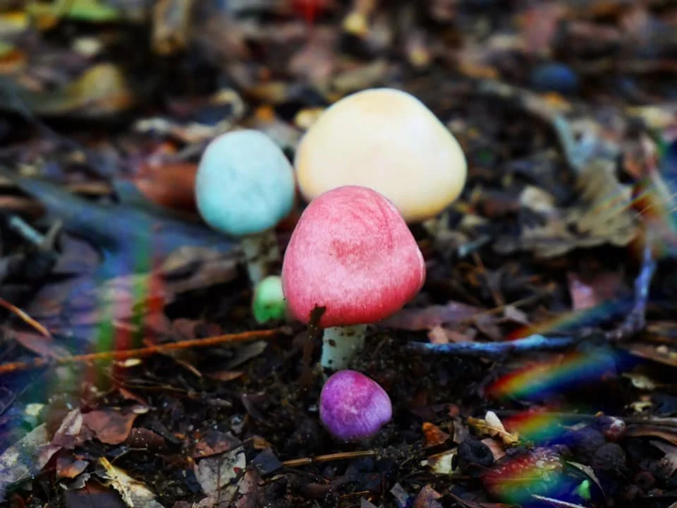 Rainbow Mushroom.jpg