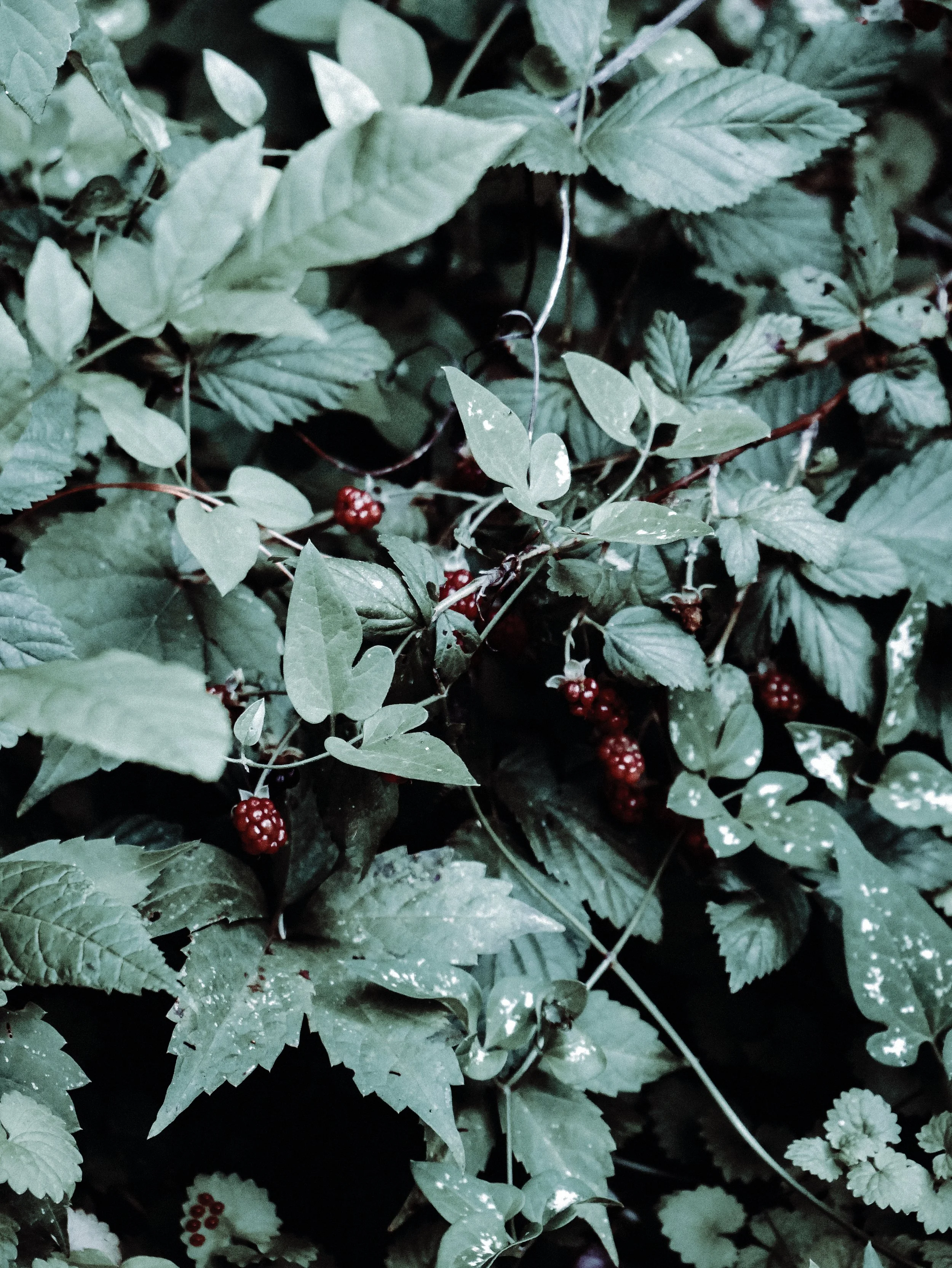 winterberry.jpg