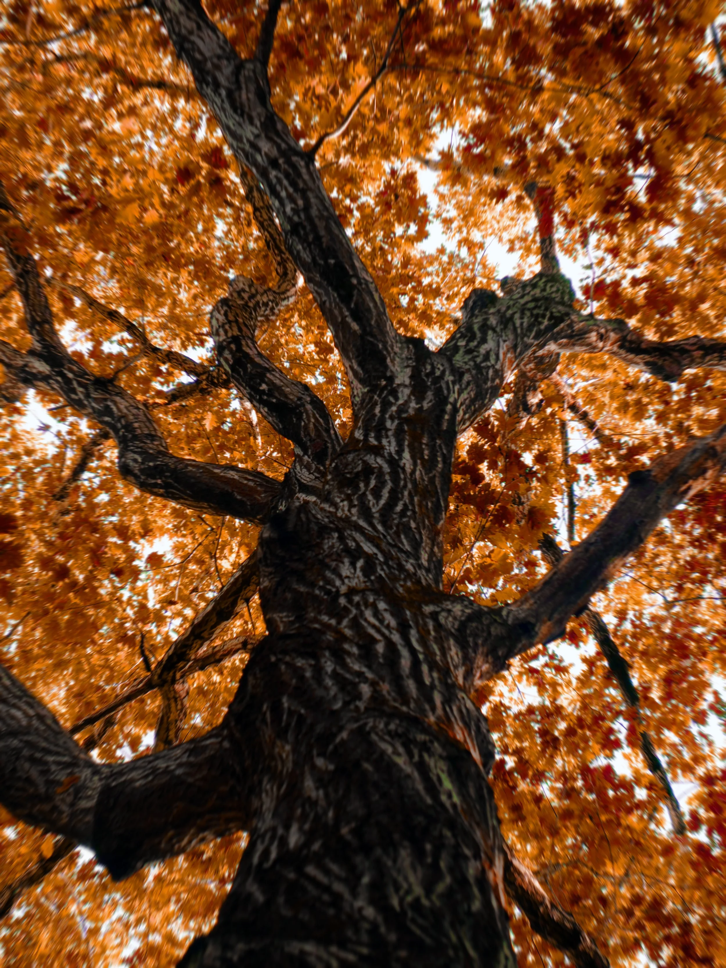 orange twisting tree.jpg