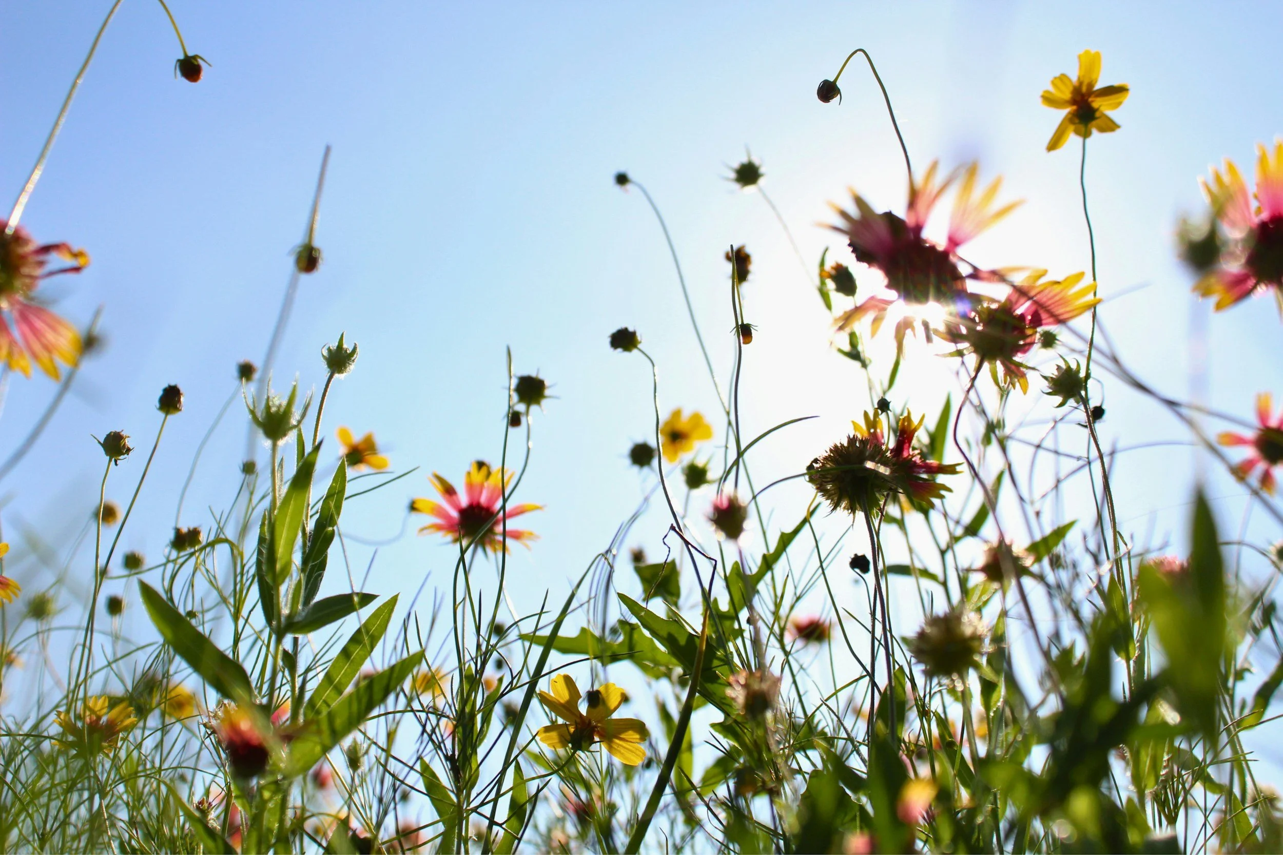 Low-angle view of wildflowers and green foliage against a bright blue sky with the sun shining through the flowers.