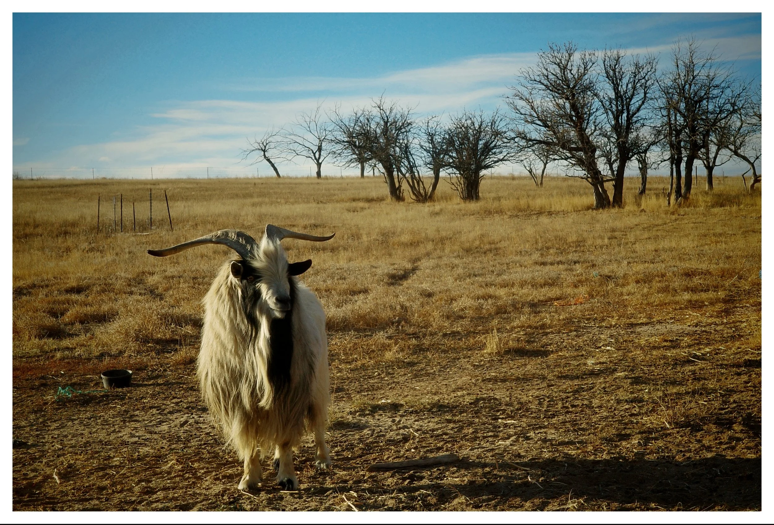 goat 2.jpg