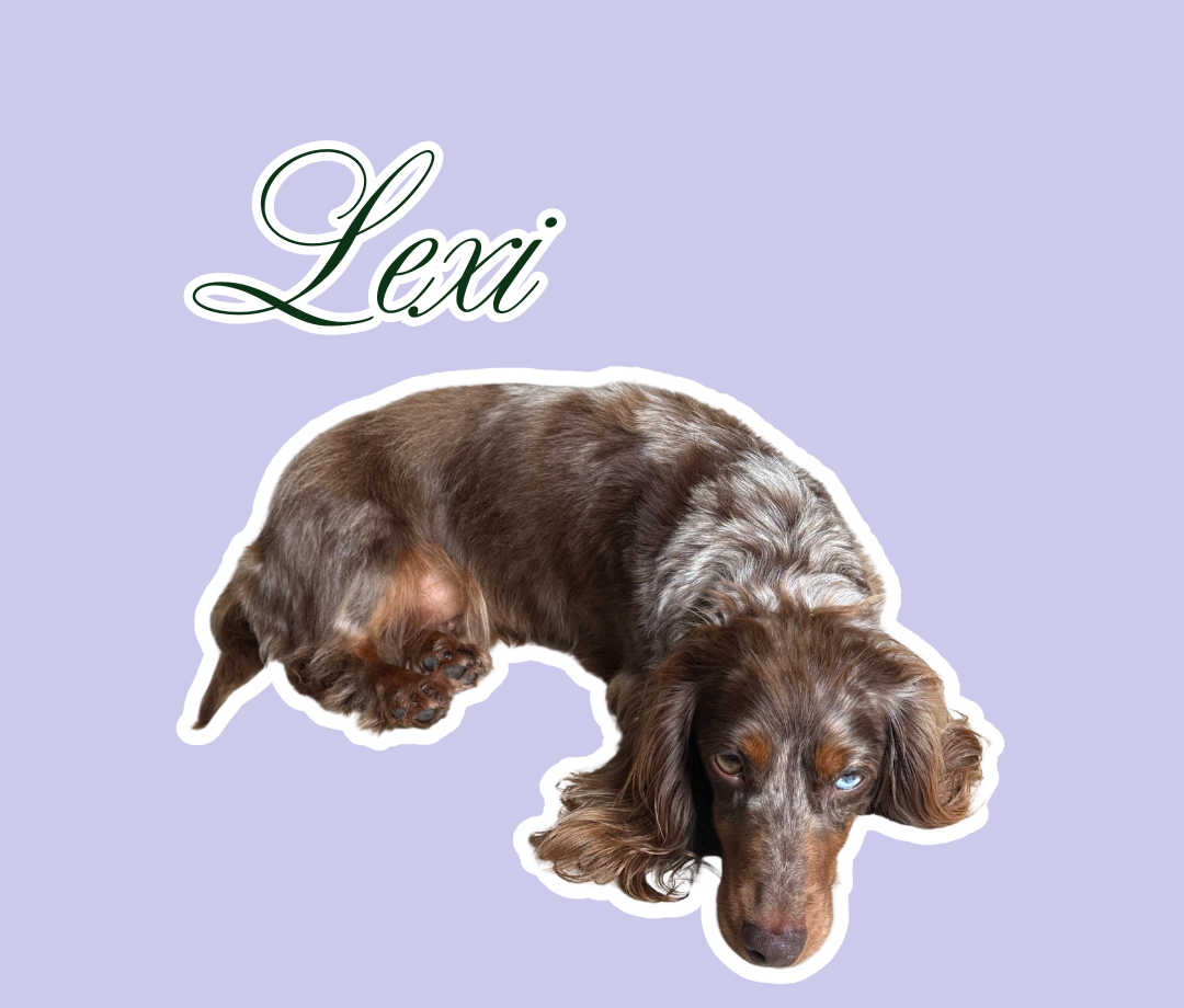 A digital illustration of a brown and gray dog with one blue eye, lying down, with the name 'Lexi' written in cursive font on a lavender background.