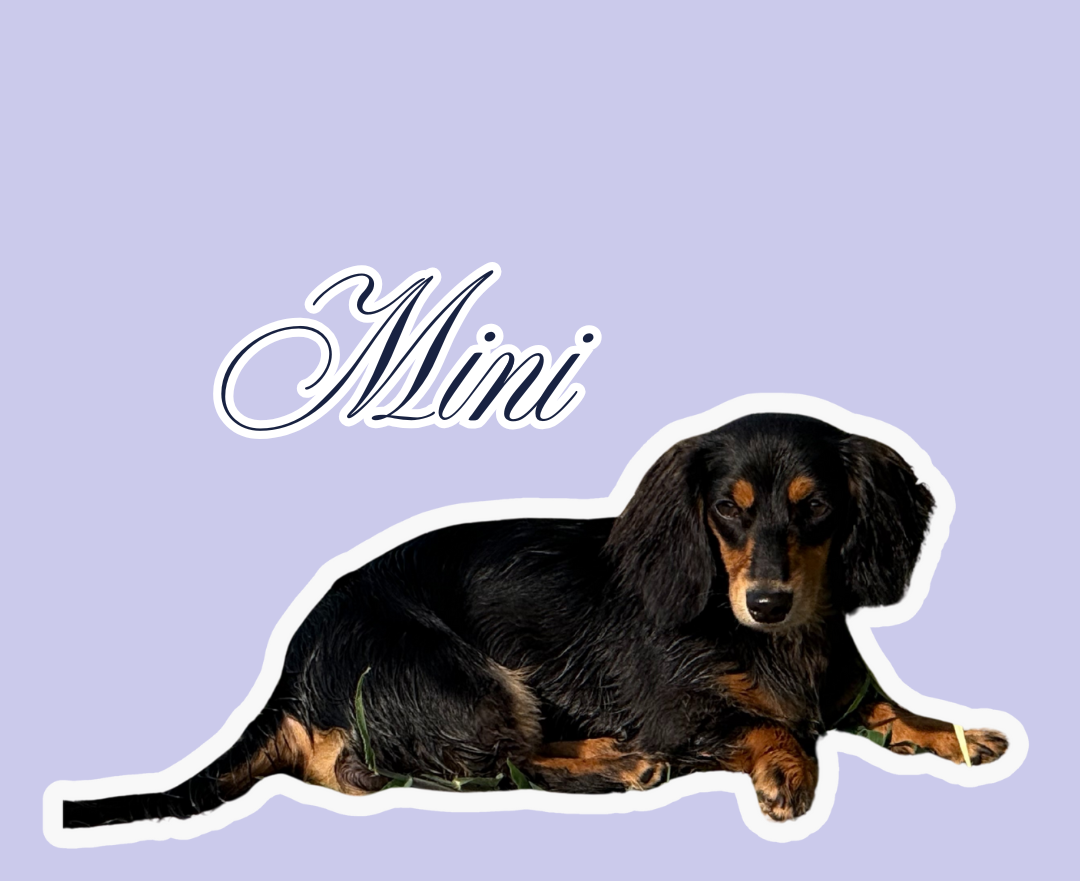 A black and tan dachshund laying on the ground, with the name 'Mimi' written in cursive above. The image has a light purple background with a white outline around the dog and text.