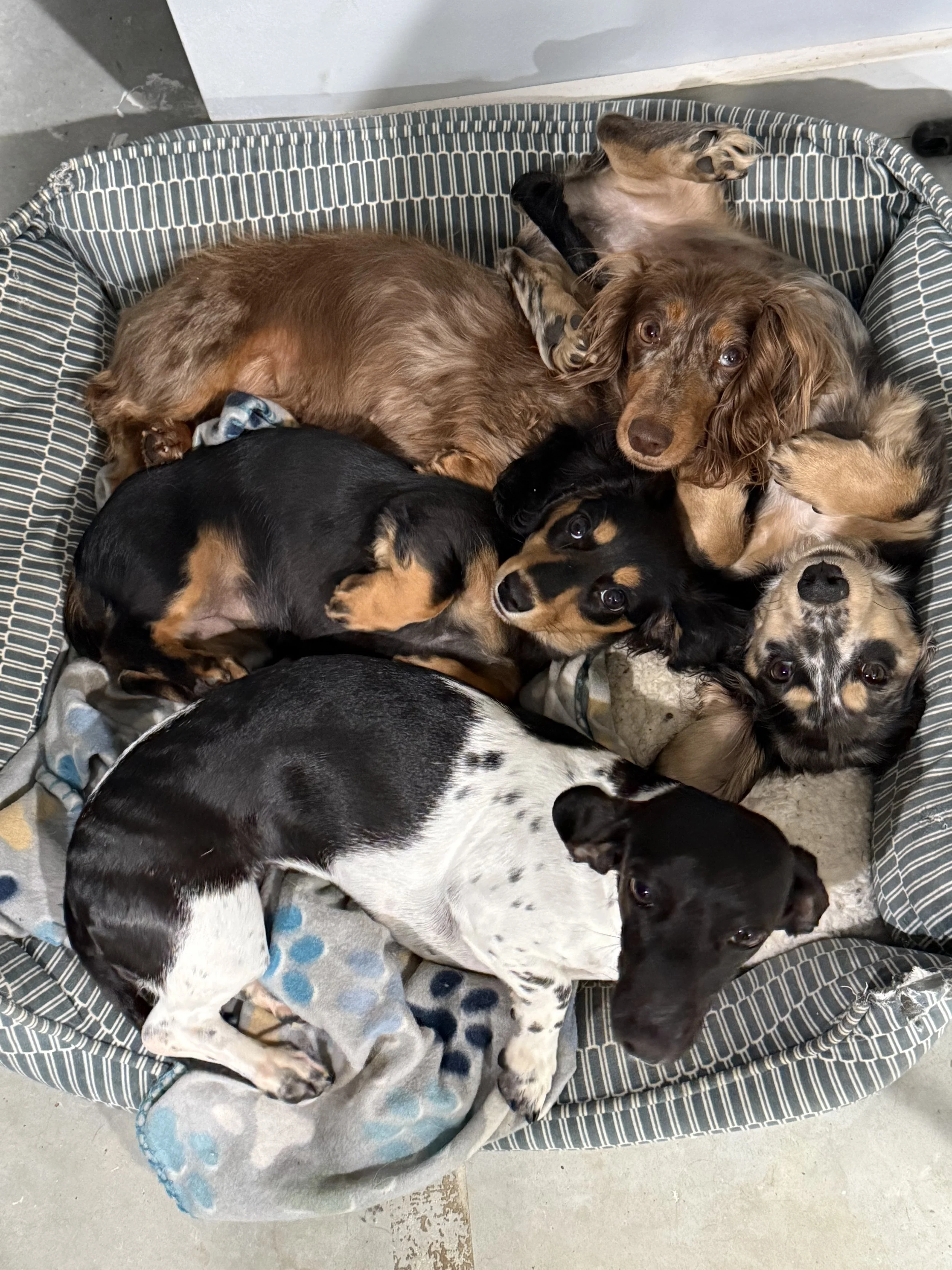 Six puppies lying close together in a striped dog bed with a blanket.