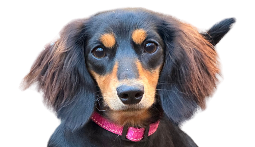 Close-up of a black and tan dachshund wearing a pink collar, facing forward.