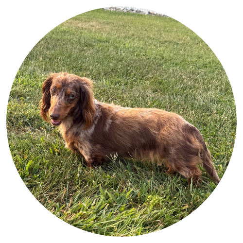 A brown long-haired dachshund lying on green grass in a park or yard.