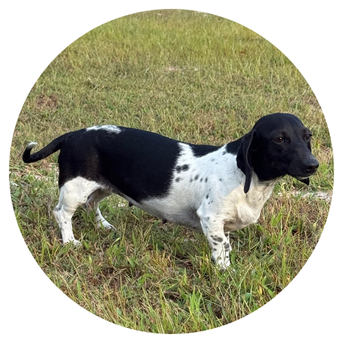 A black and white dachshund standing in a grassy field