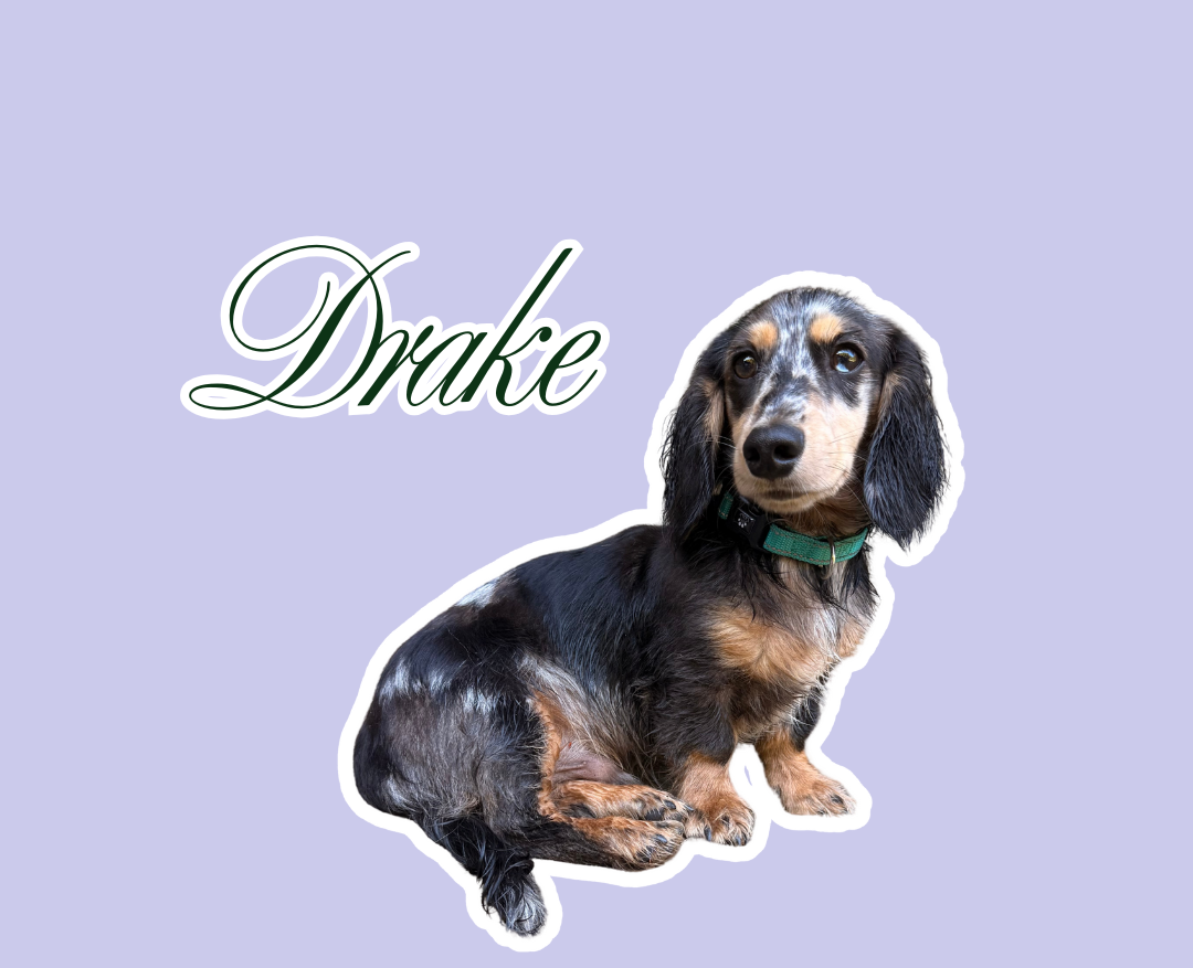 A cute dachshund dog with dark fur and tan markings, wearing a green collar, sitting on a light purple background with the word 'Drake' in elegant cursive font.