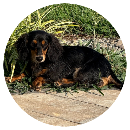 A black and tan dachshund lying on a concrete surface surrounded by green plants and rocks