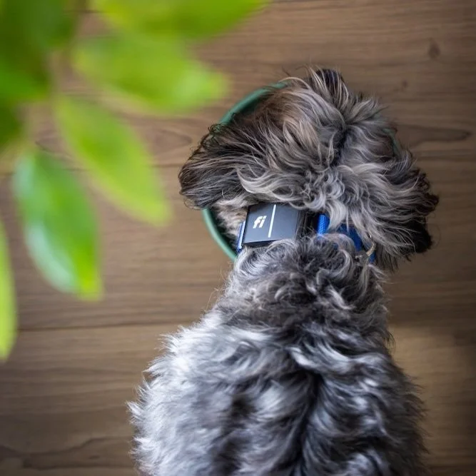 A dog wearing headphones and sitting on a wooden floor.