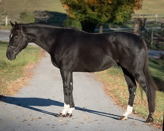 Black horse standing on a gravel path in a rural area with trees and a fence in the background.