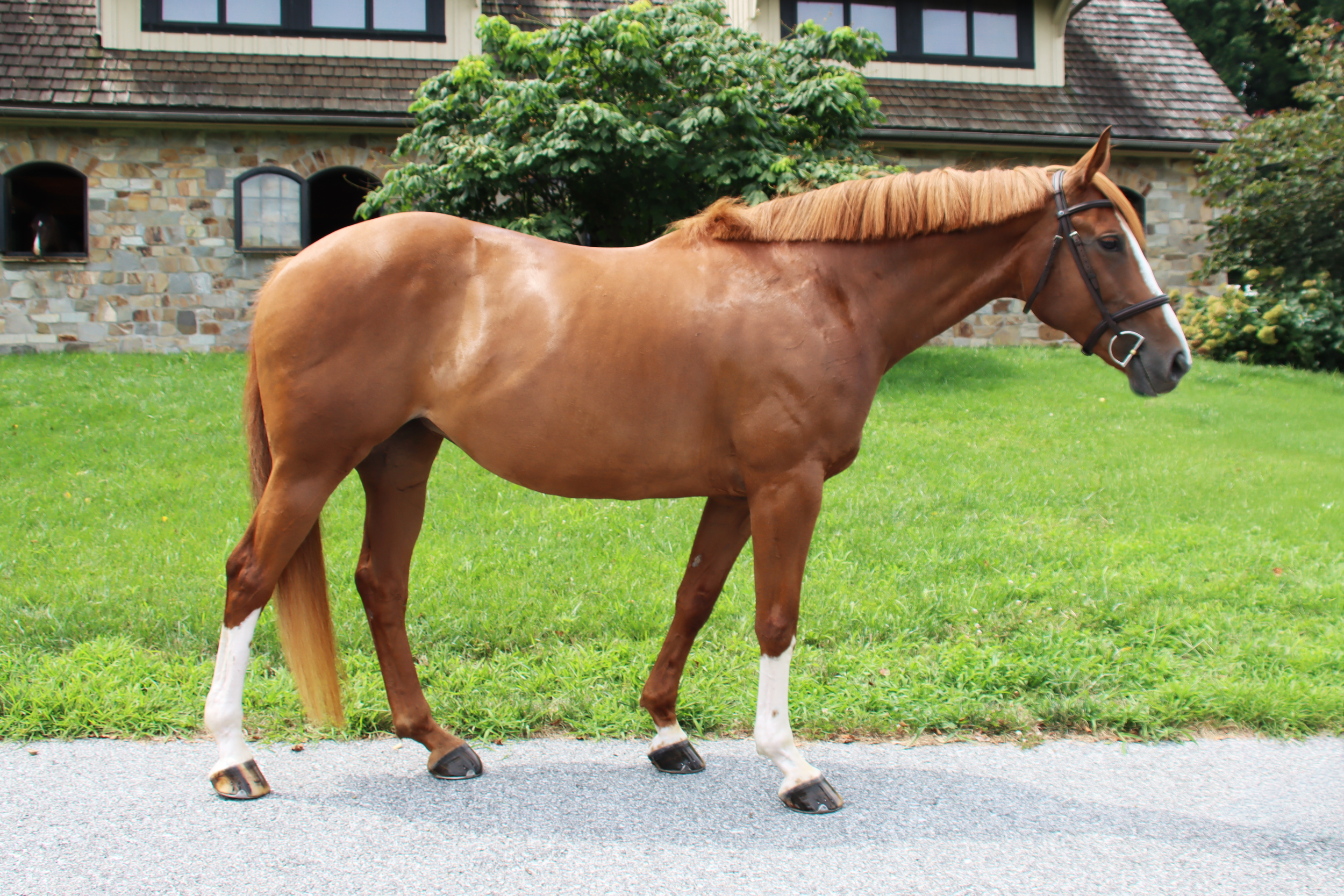 Bombshell DRF